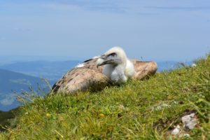 Young Vulture Returned to the Austrian Wilderness