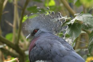 victoria-crowned-pigeon-287528_1920