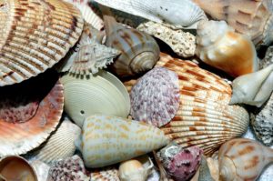 sea-shells-1886613_1920