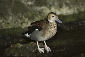 duck-2539055_1280